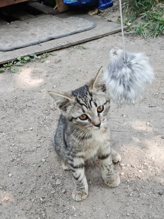 Котёнок в добрые руки - изображение 1