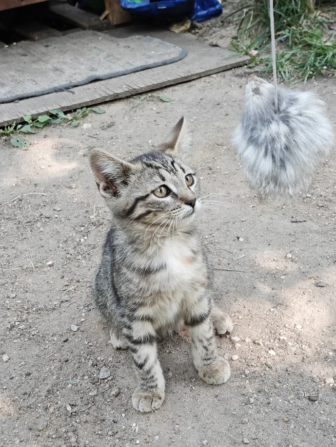 Котёнок в добрые руки - миниатюра 2