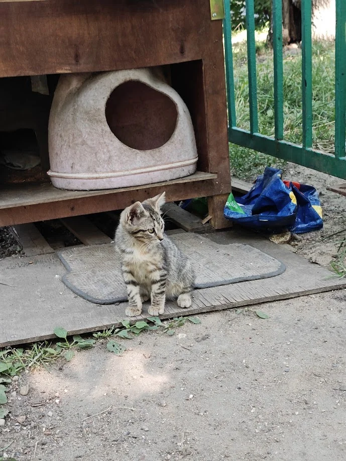 Котёнок в добрые руки - миниатюра 3