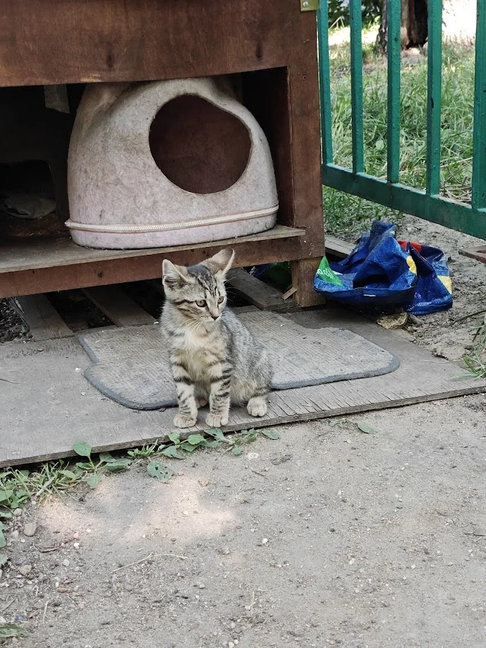 Котёнок в добрые руки - миниатюра 4