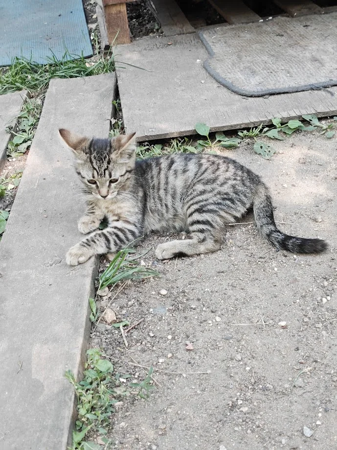 Котёнок в добрые руки - миниатюра 5