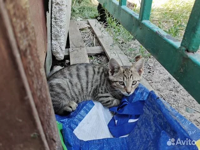 Котёнок в добрые руки - миниатюра 2