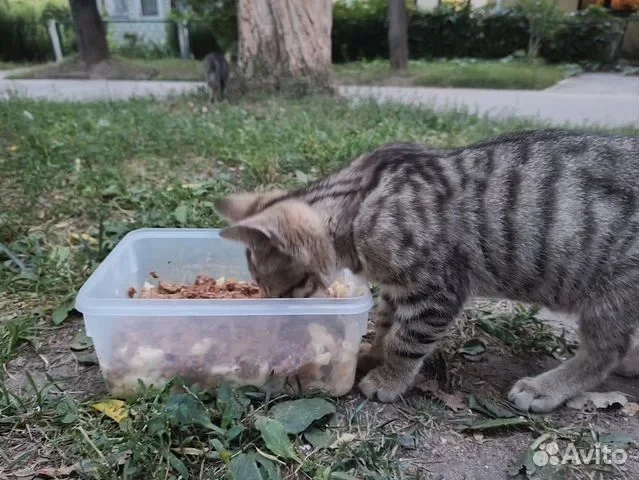 Котёнок в добрые руки - миниатюра 3
