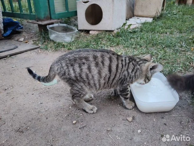 Котёнок в добрые руки - миниатюра 4