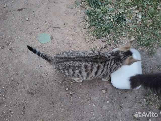 Котёнок в добрые руки - миниатюра 5