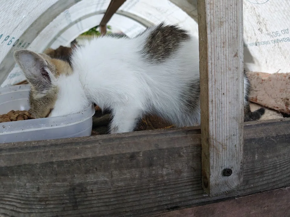 Белый пятнистый котёнок в добрые руки - миниатюра 2