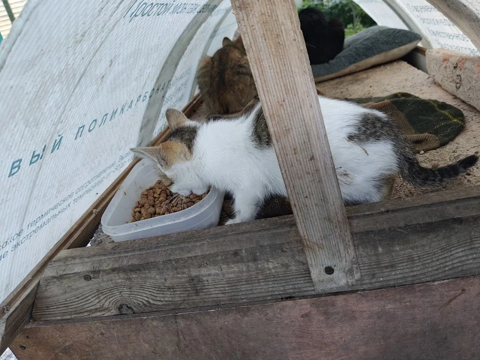 Белый пятнистый котёнок в добрые руки - миниатюра 4