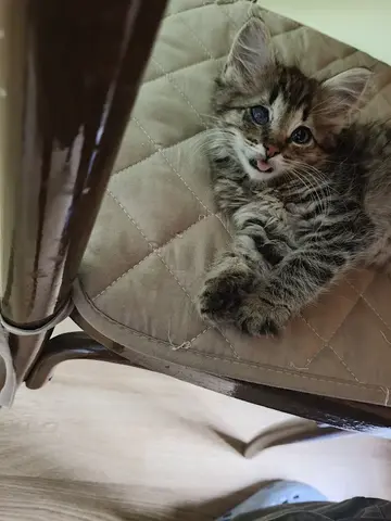Котёнок Пушинка в добрые руки