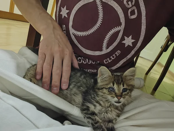 Котёнок Пушинка в добрые руки - миниатюра 2