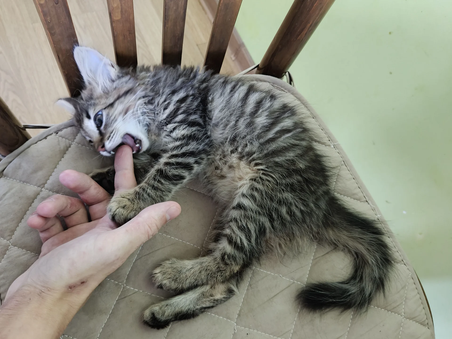 Котёнок Пушинка в добрые руки - миниатюра 4