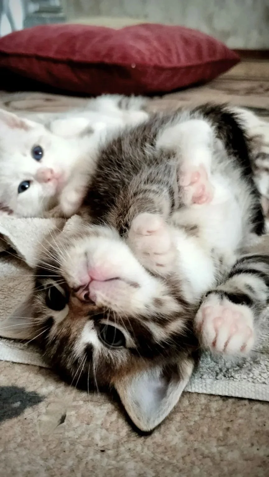 Котята - миниатюра 3