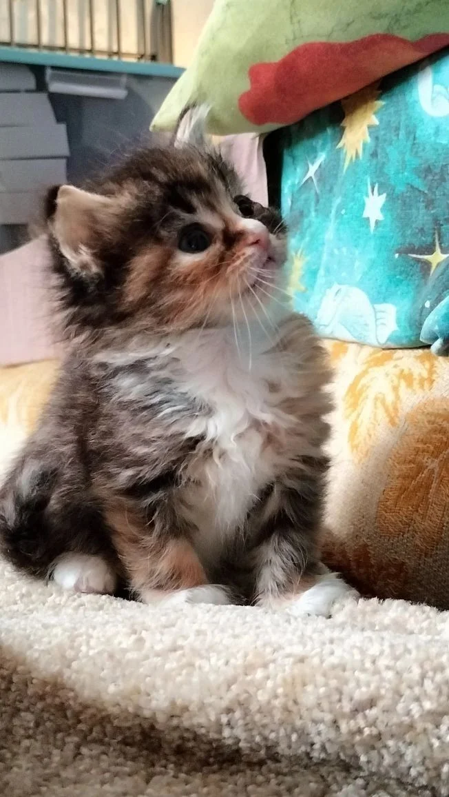 Котята - миниатюра 4
