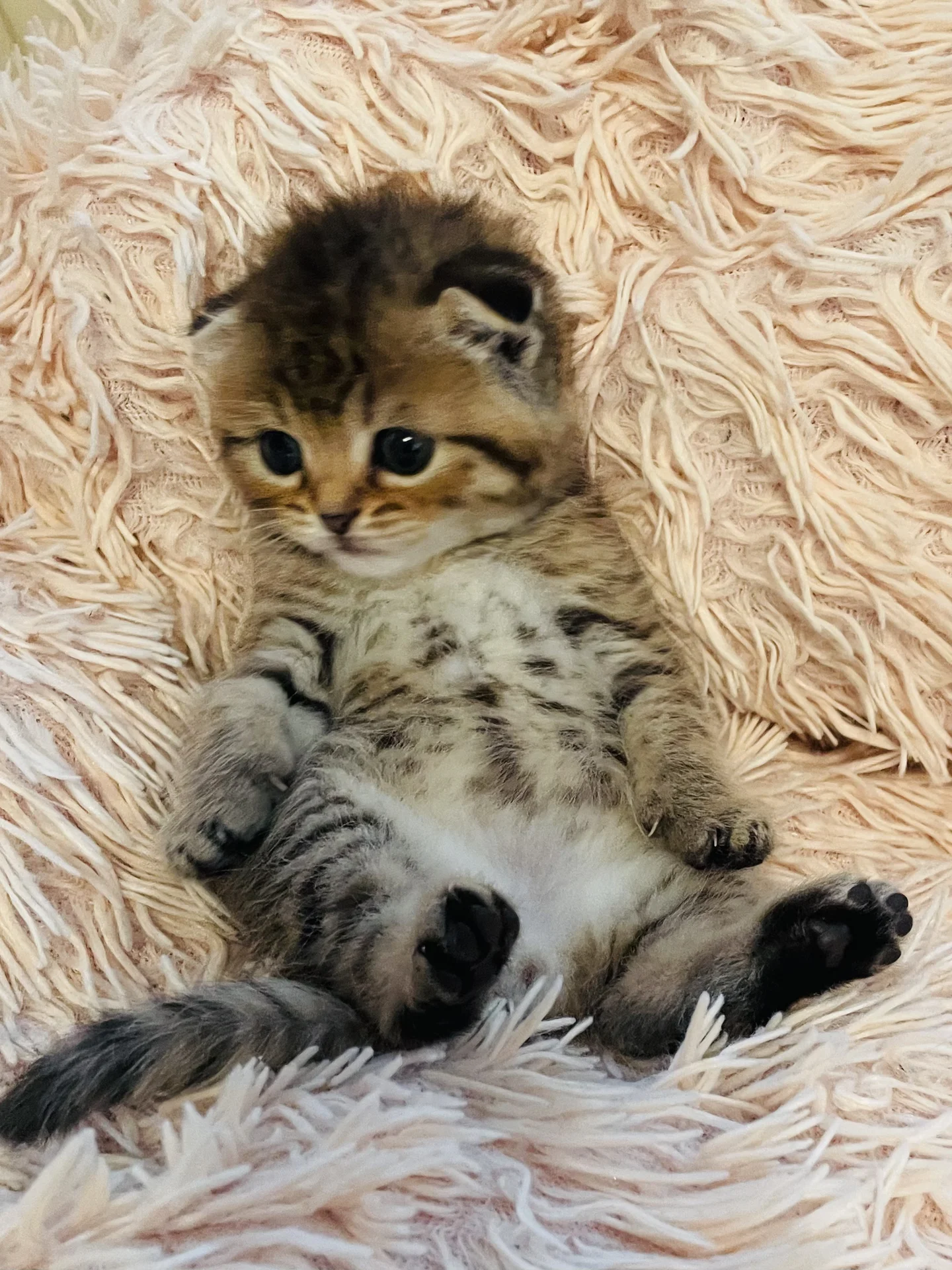 Шотландские вислоухие и прямоухие котята - миниатюра 4