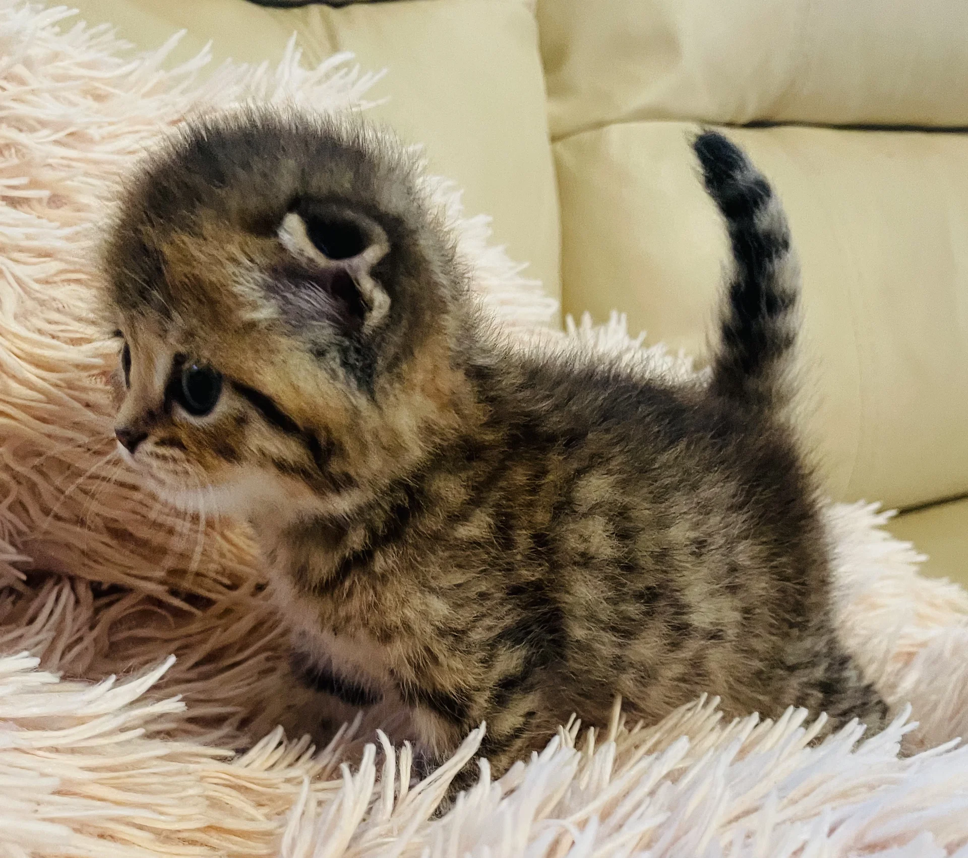 Шотландские вислоухие и прямоухие котята - миниатюра 5