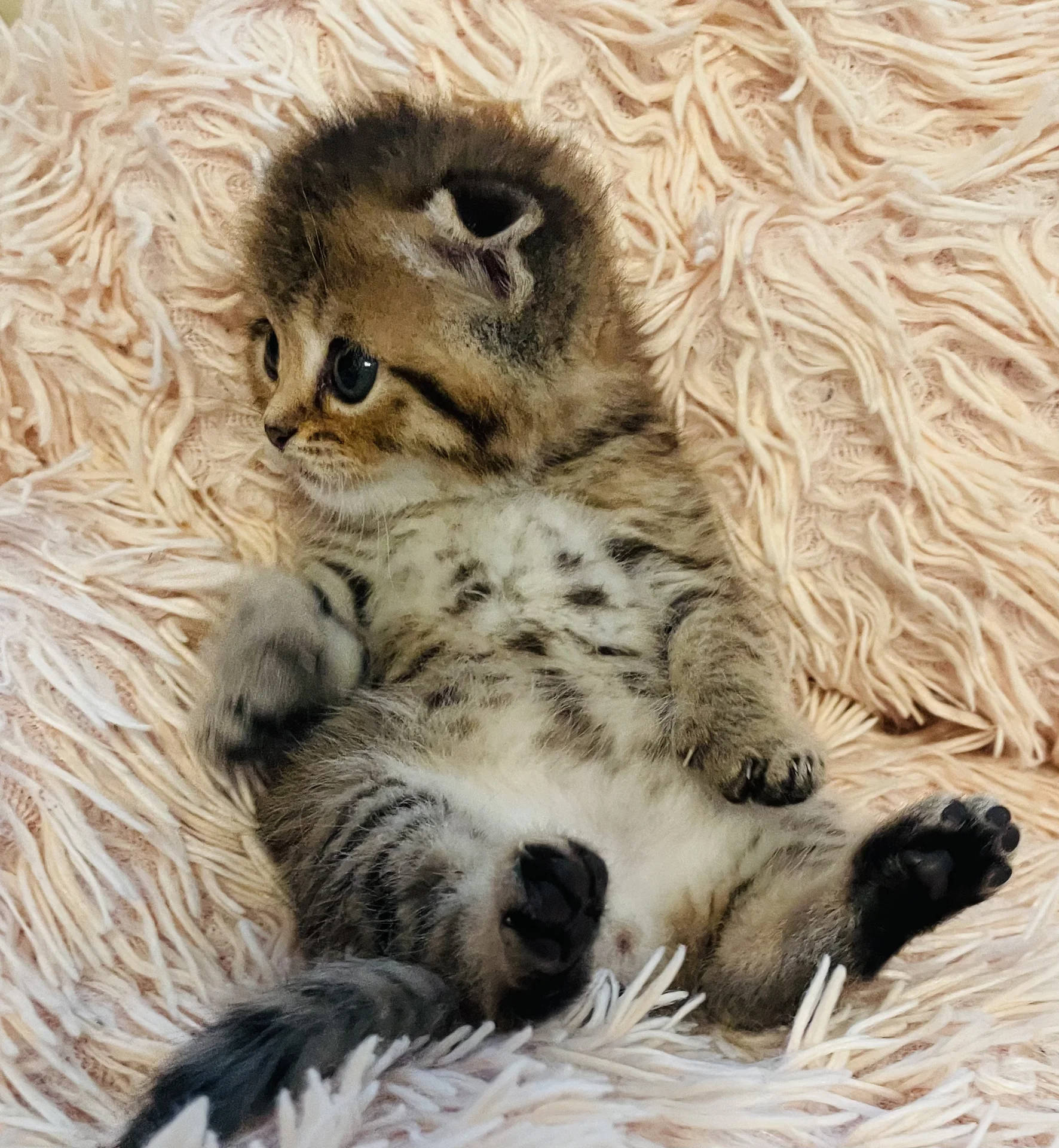 Шотландские вислоухие и прямоухие котята - миниатюра 7