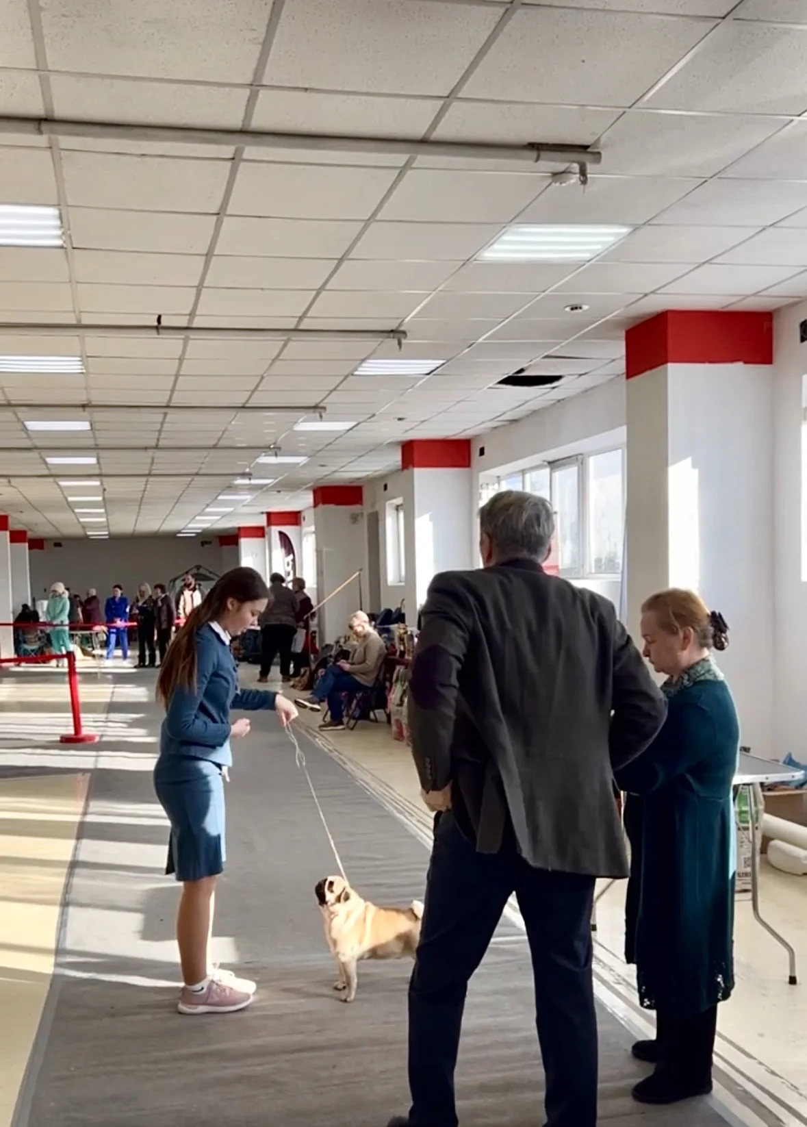 Хендлер. Подготовка к выставкам. Показ на выставке - миниатюра 3