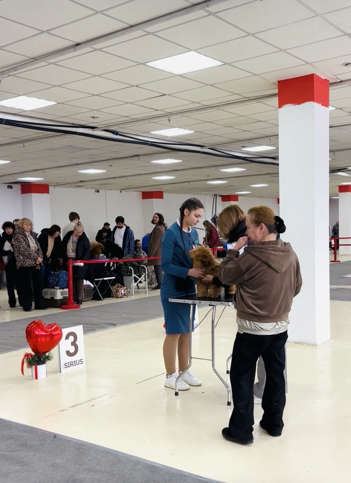 Хендлер. Подготовка к выставкам. Показ на выставке - миниатюра 5