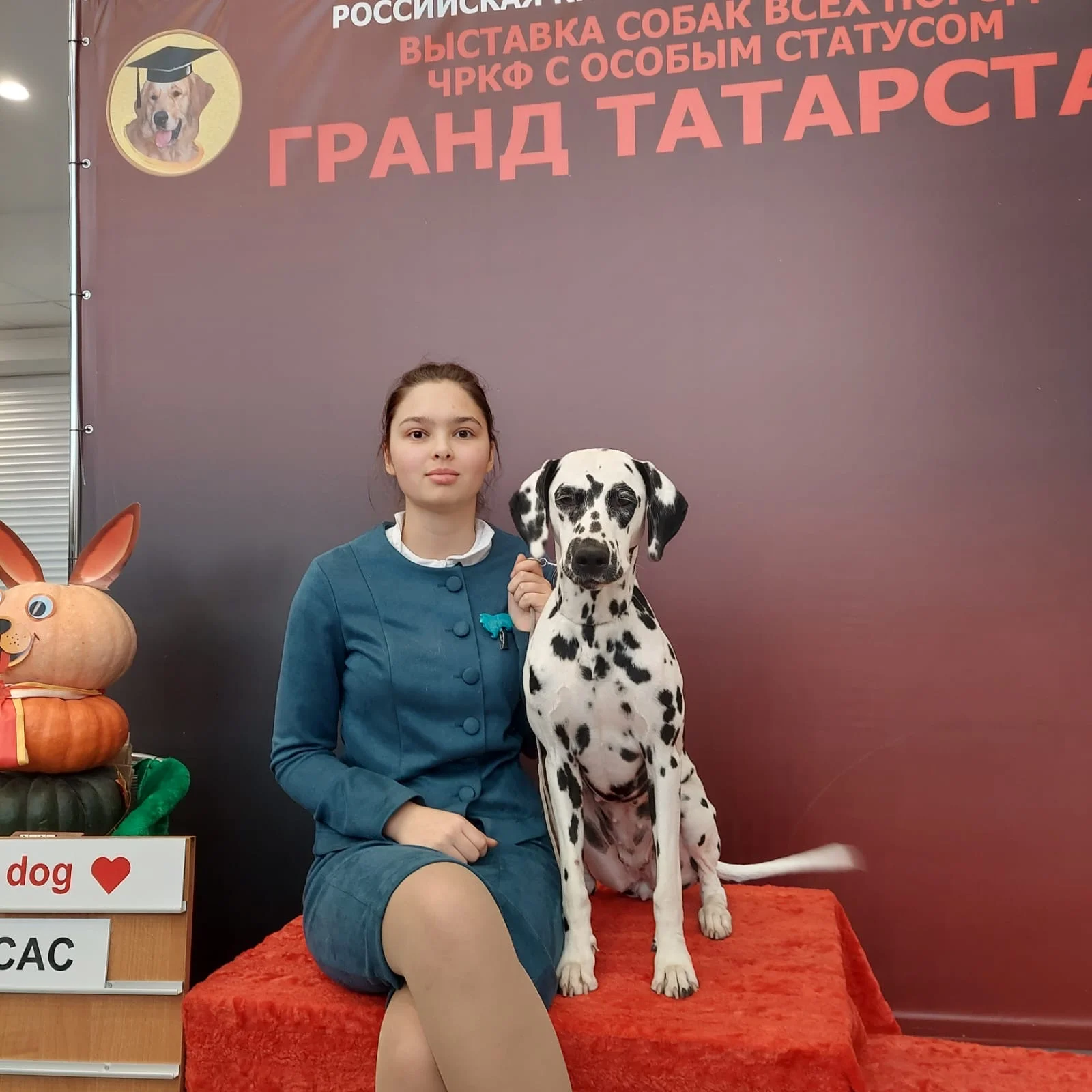 Хендлер. Подготовка к выставкам. Показ на выставке - миниатюра 7