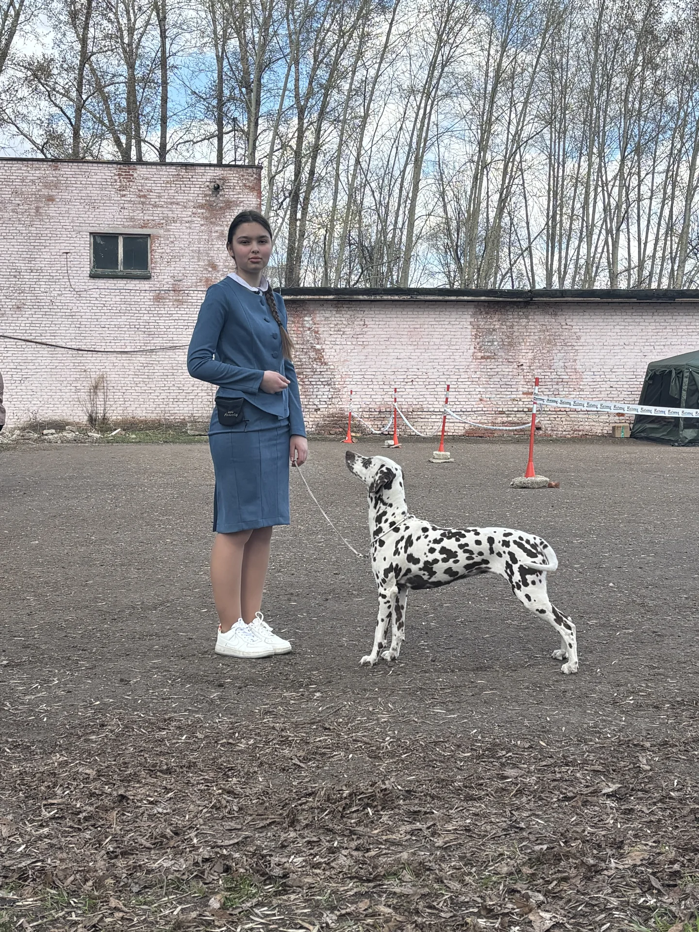 Хендлер. Подготовка к выставкам. Показ на выставке - миниатюра 8