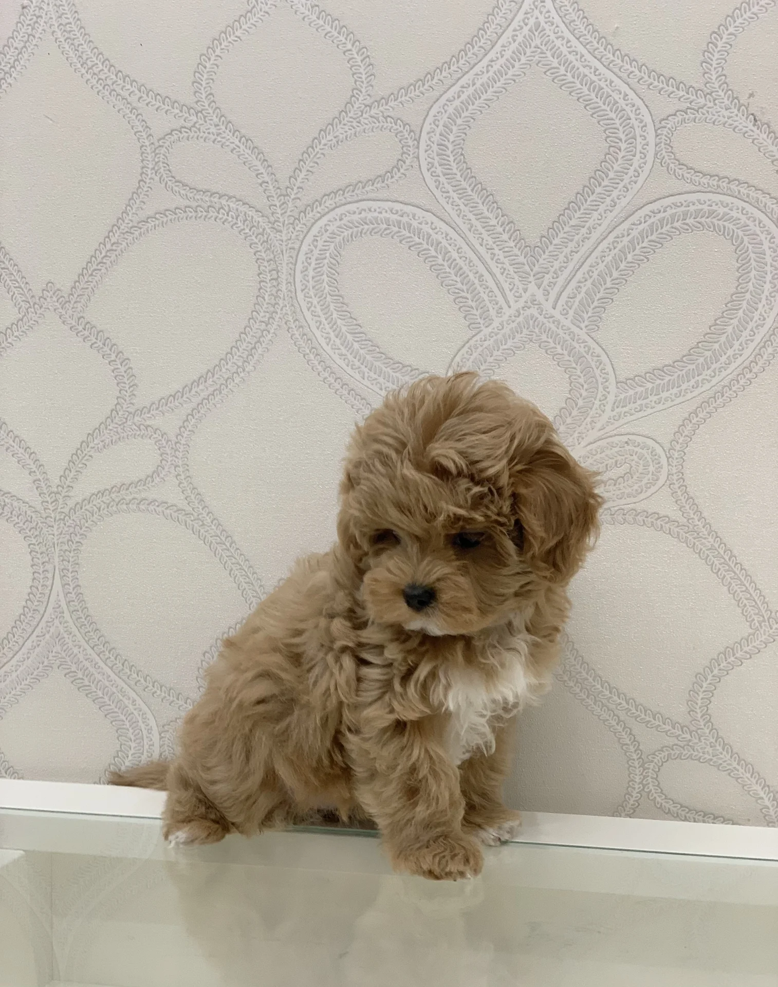 Щенки мальтиец f1 - миниатюра 5