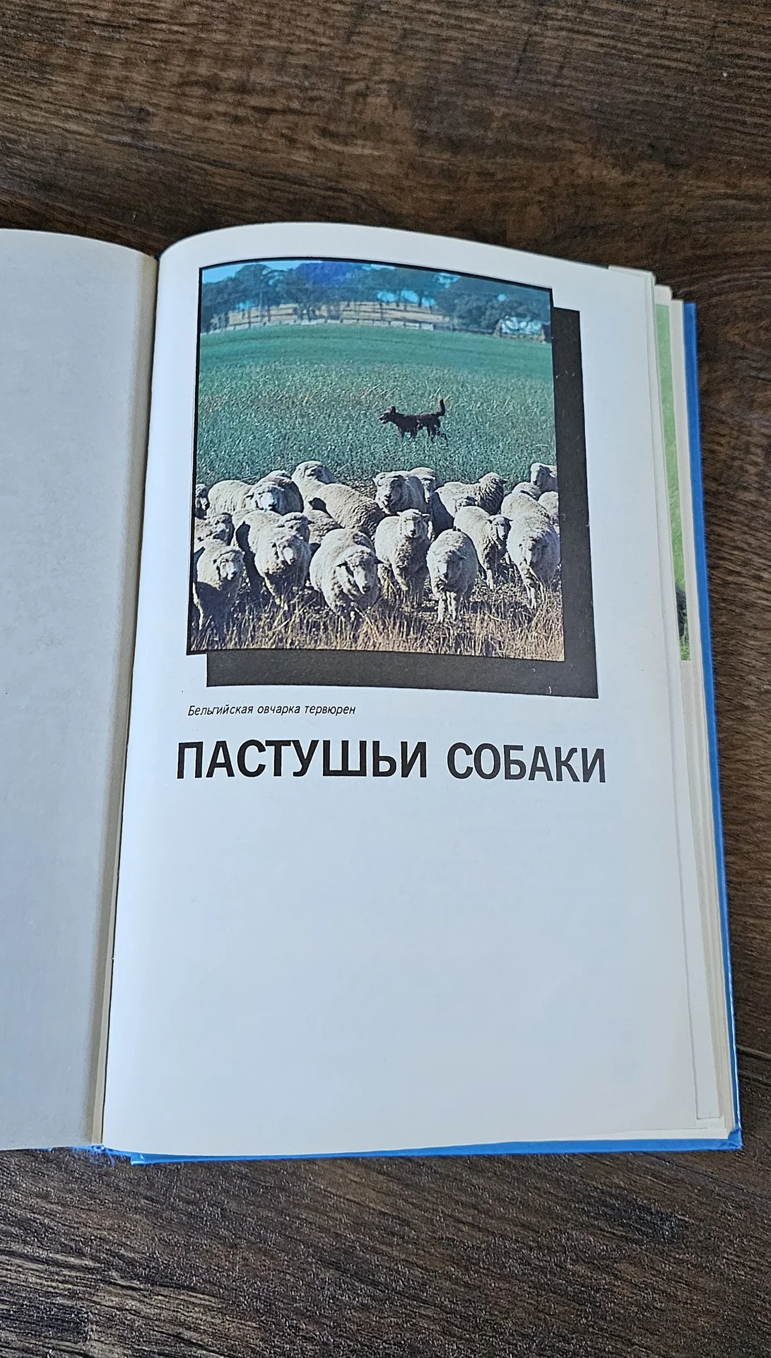 Альбом энциклопедия малый атлас пород собак - миниатюра 10