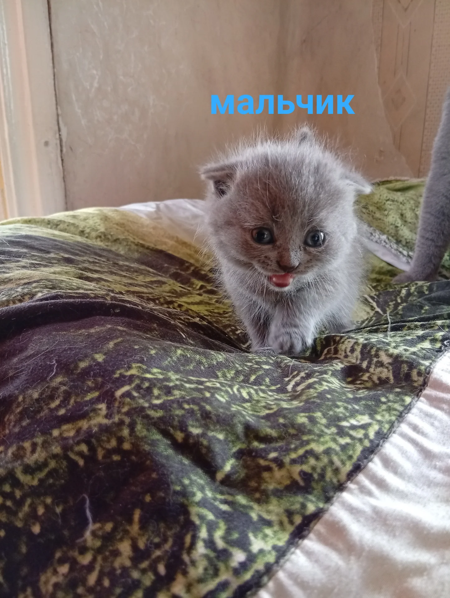 Котята вислоухие шотландские - изображение 1