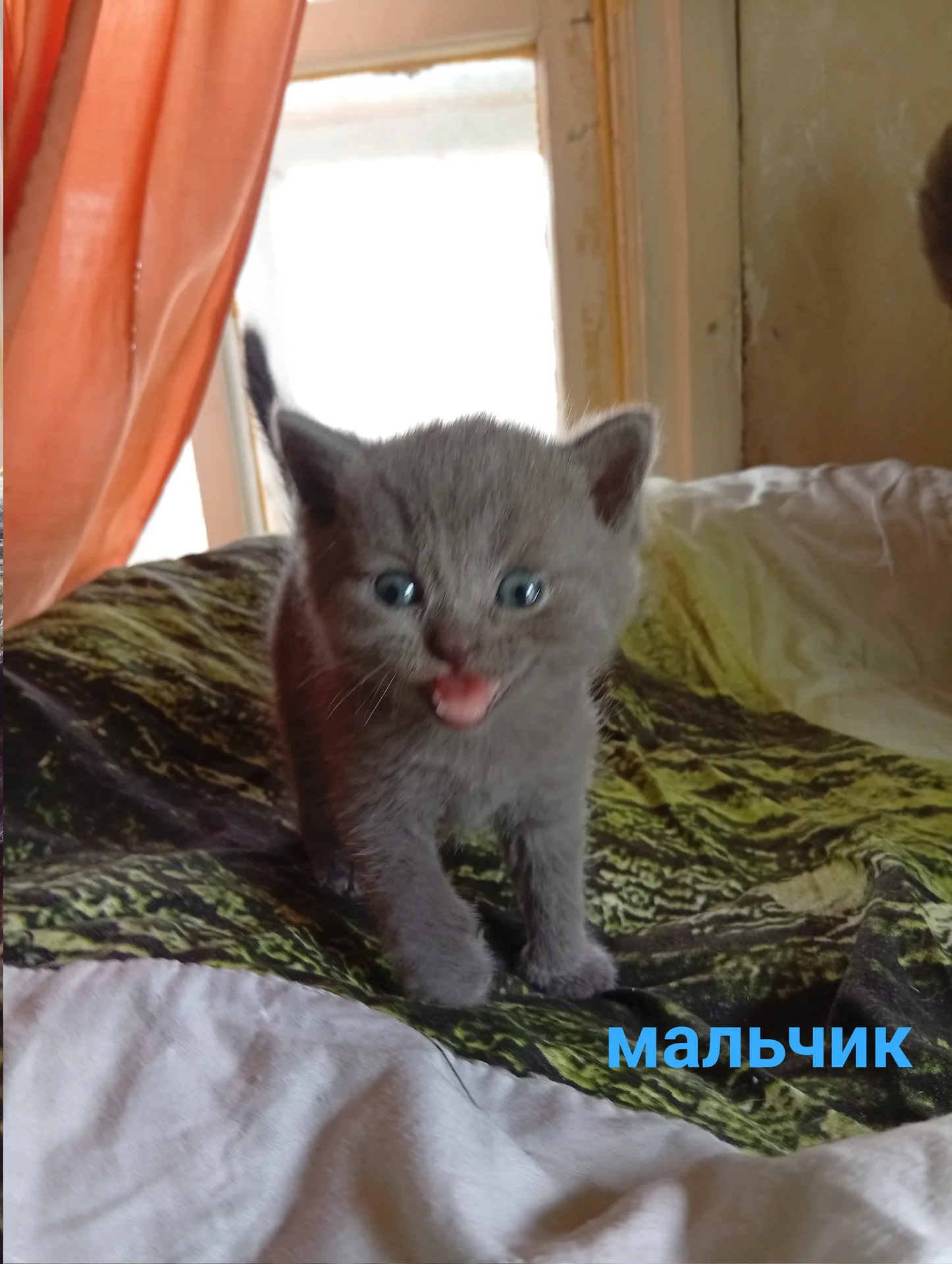 Котята вислоухие шотландские - миниатюра 2