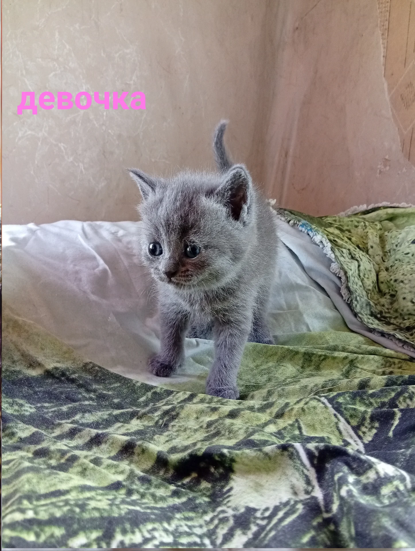 Котята вислоухие шотландские - миниатюра 3
