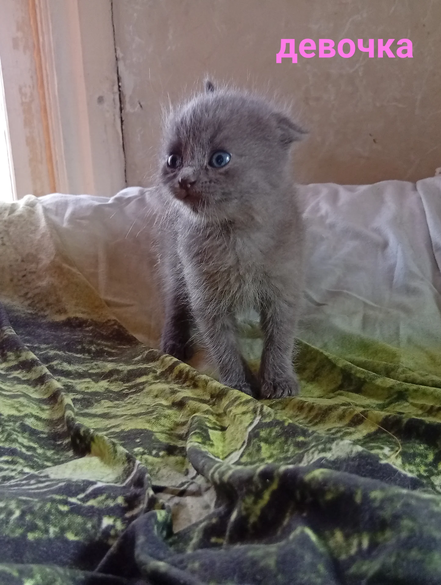 Котята вислоухие шотландские - миниатюра 4