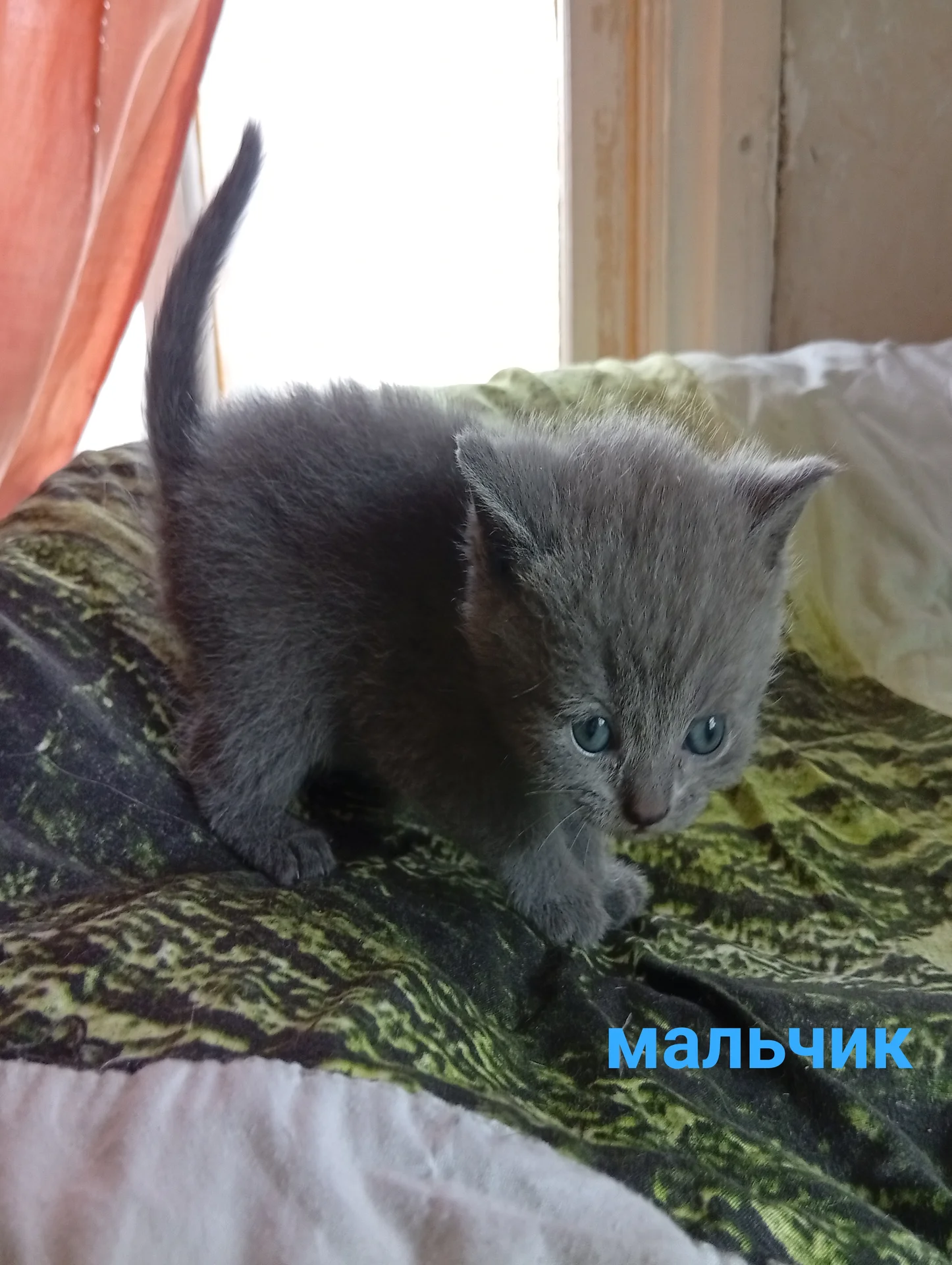 Котята вислоухие шотландские - миниатюра 5