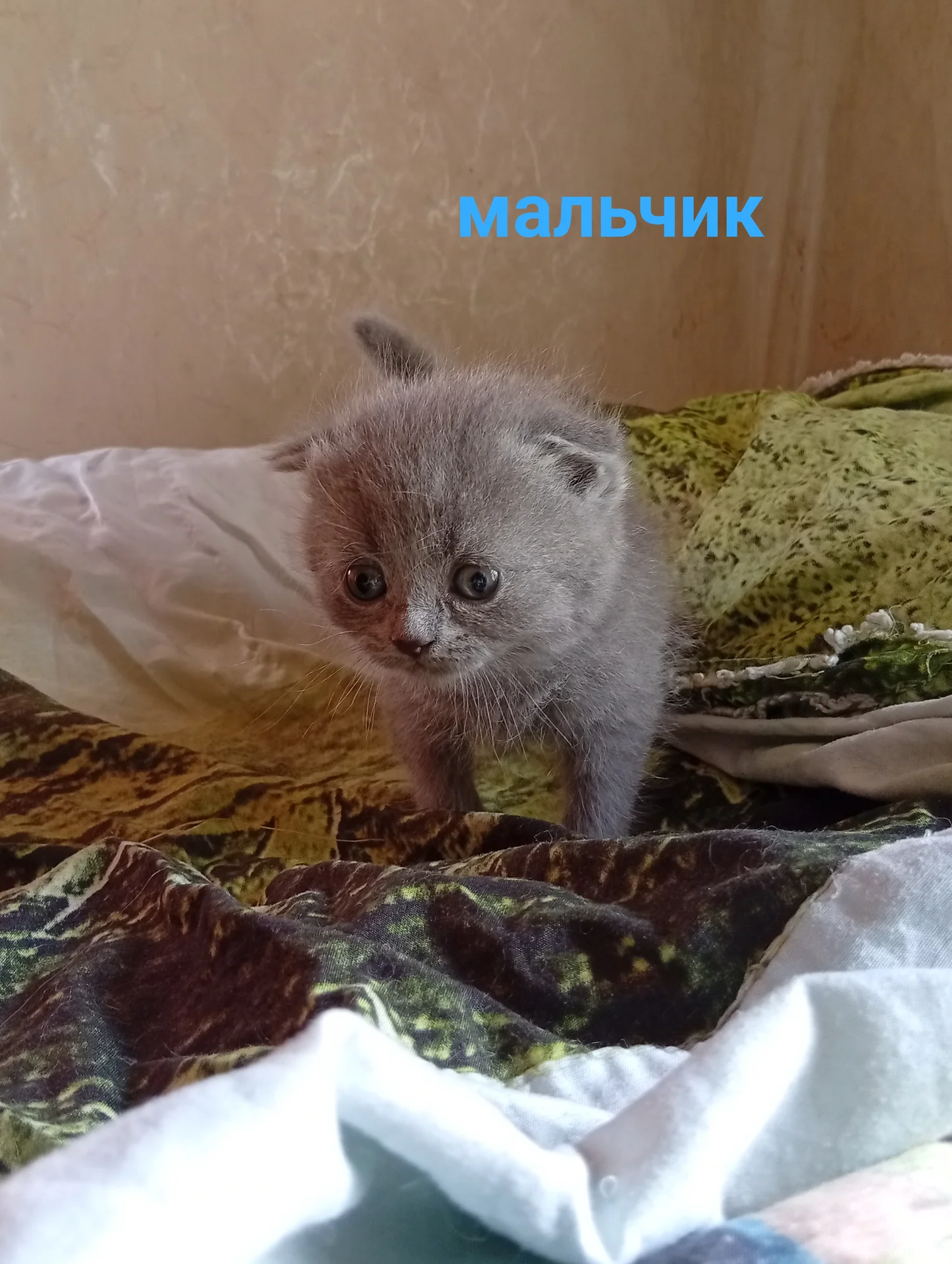 Котята вислоухие шотландские - миниатюра 6