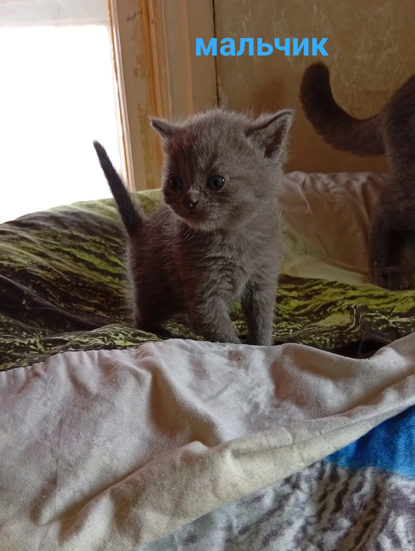 Котята вислоухие шотландские - миниатюра 7