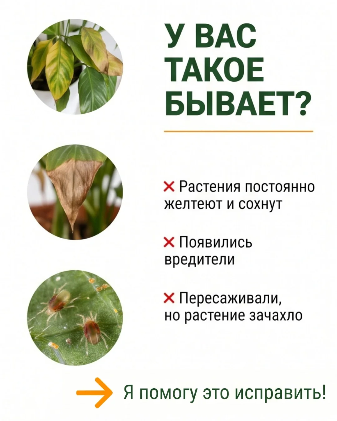 Уход за комнатными растениями - миниатюра 2