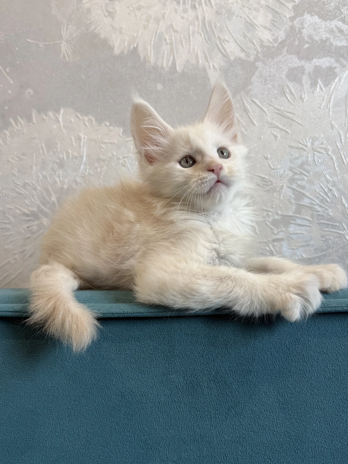 Котята Мейн Кун из питомника - миниатюра 4
