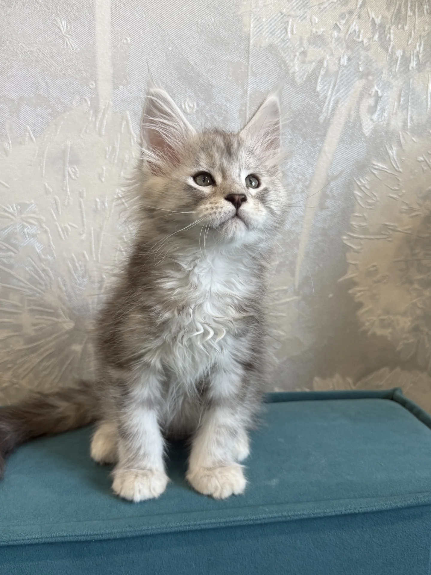 Котята Мейн Кун из питомника - миниатюра 5