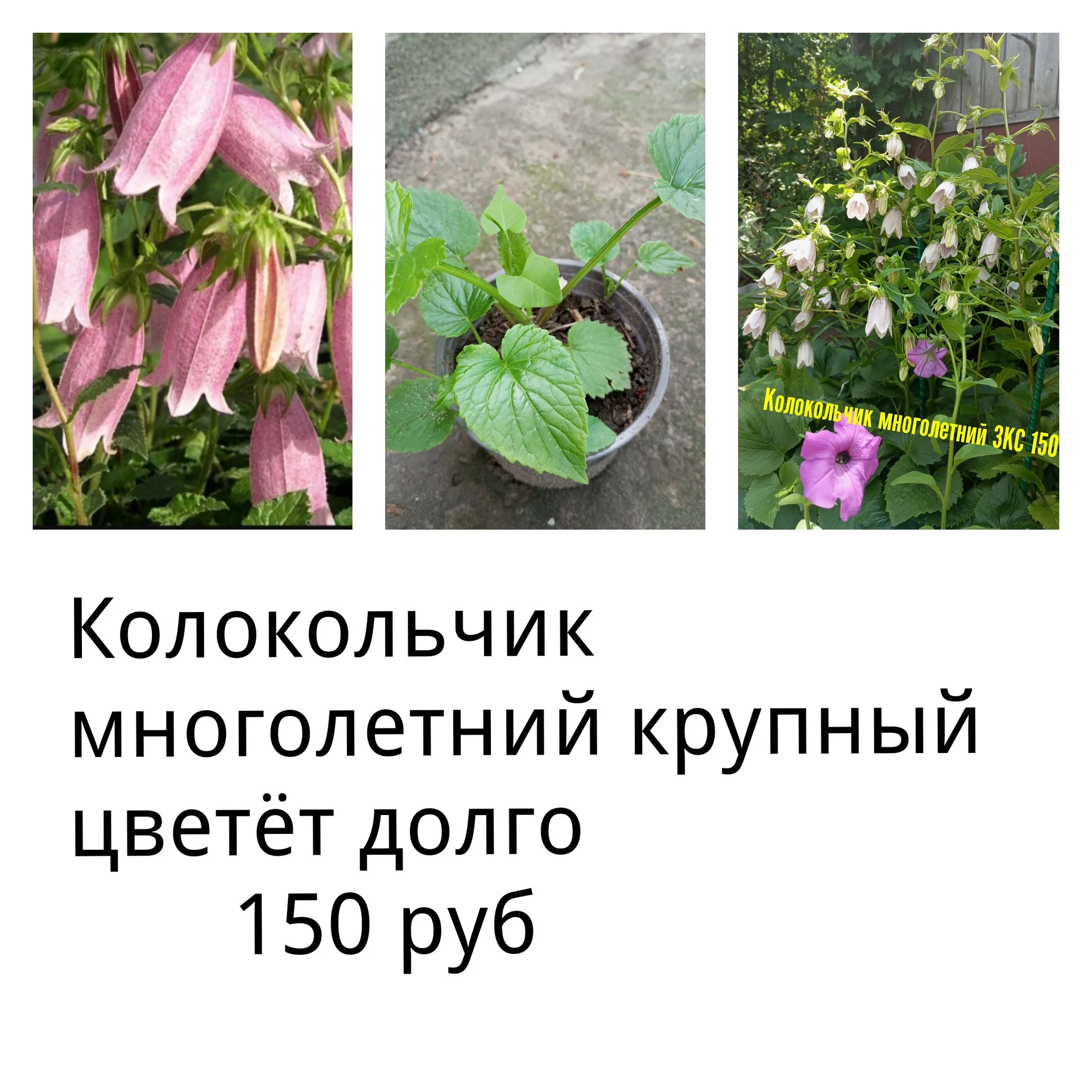 Цветы для сада однолетние и многолетние - миниатюра 2
