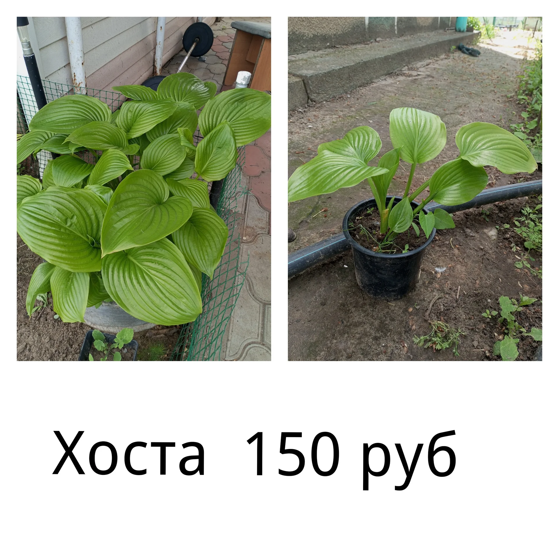 Цветы для сада однолетние и многолетние - миниатюра 3