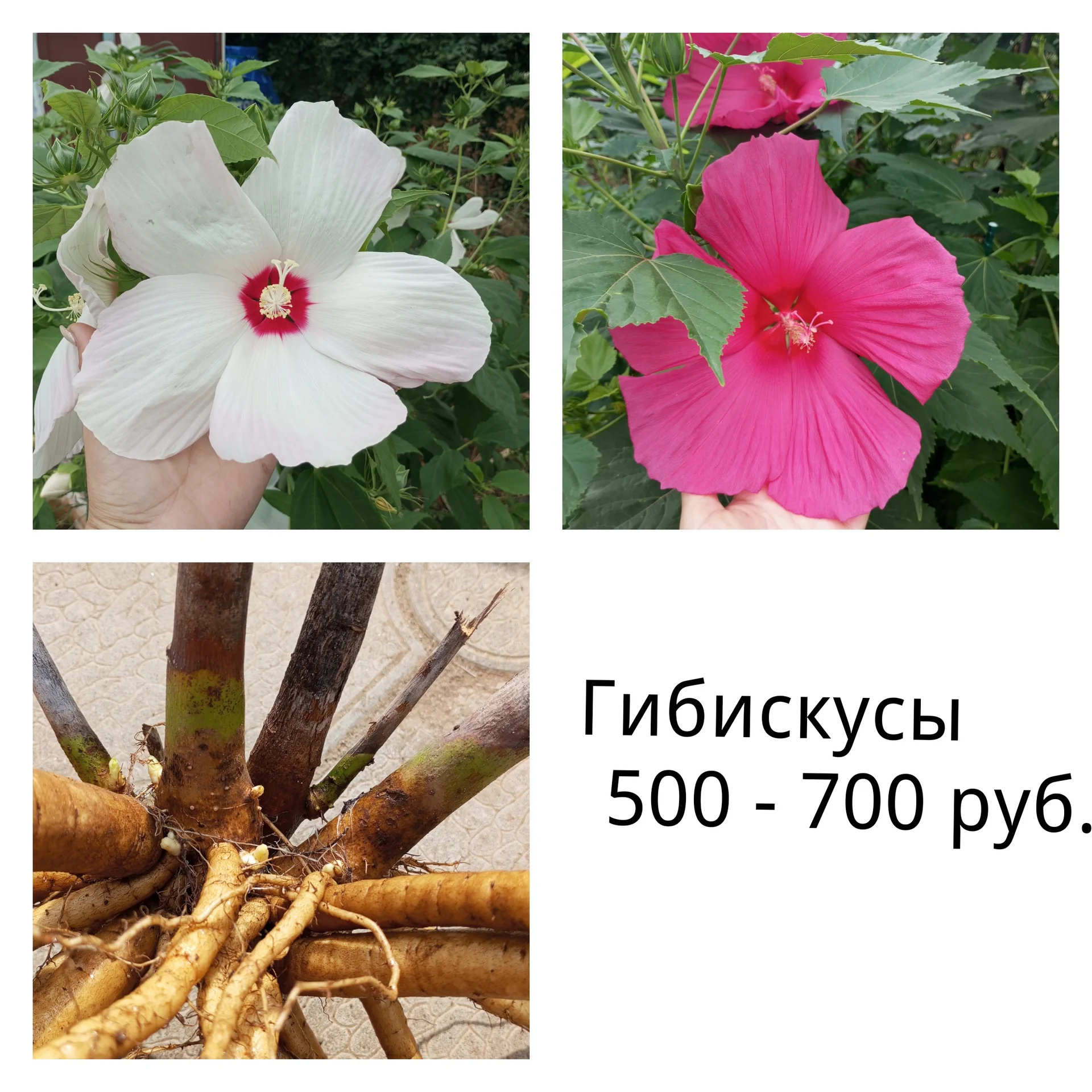 Цветы для сада однолетние и многолетние - миниатюра 4