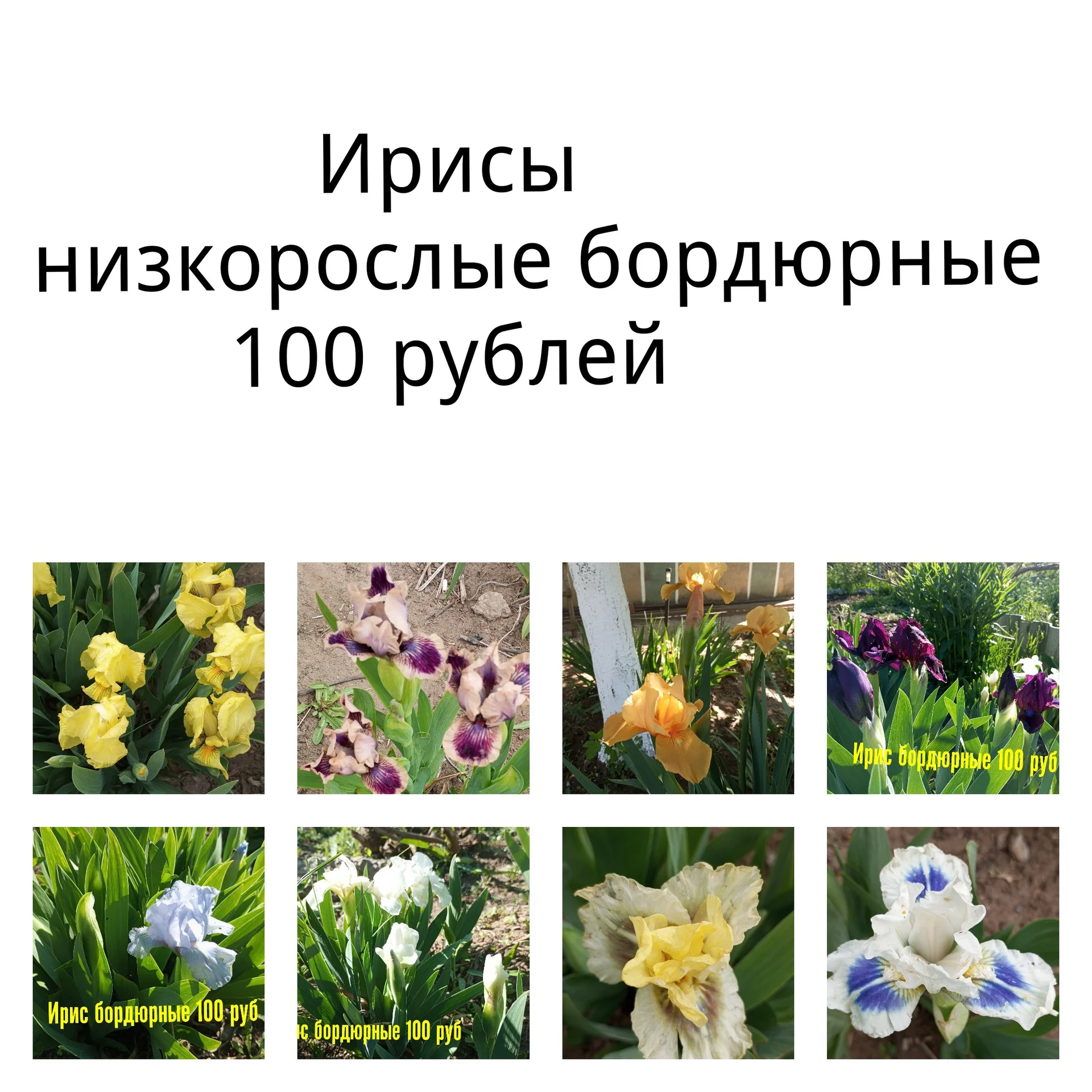 Цветы для сада однолетние и многолетние - миниатюра 5