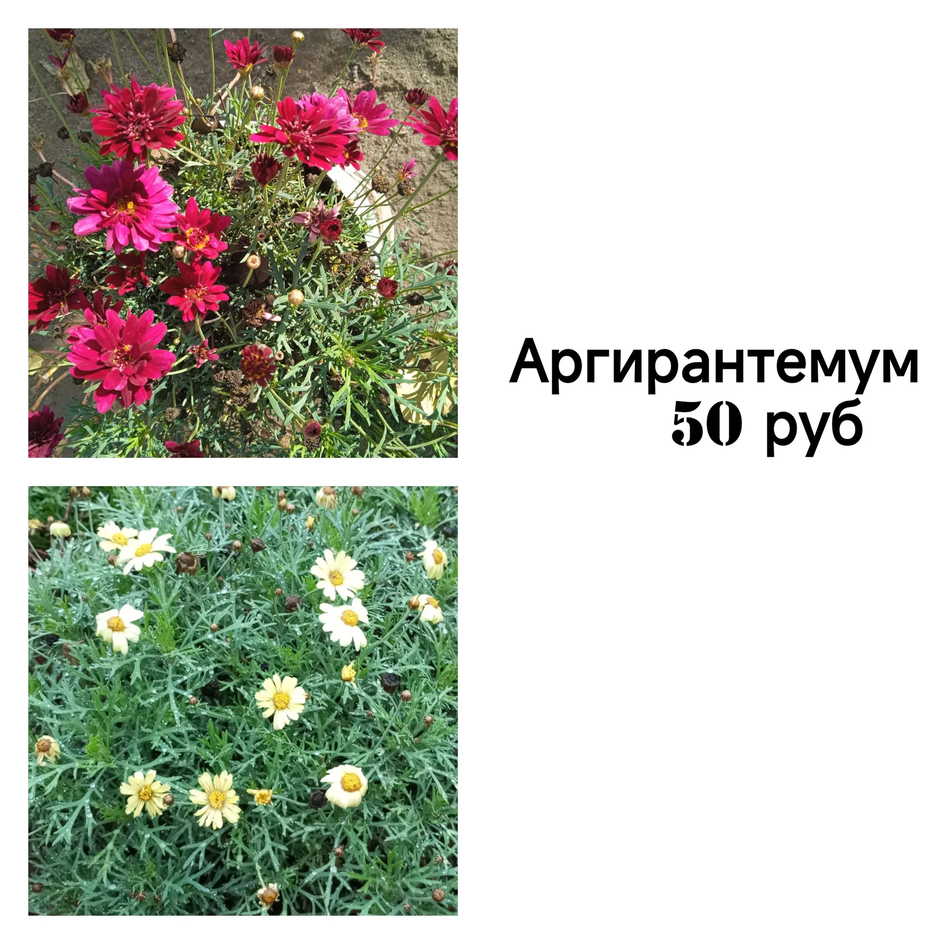 Цветы для сада однолетние и многолетние - миниатюра 6