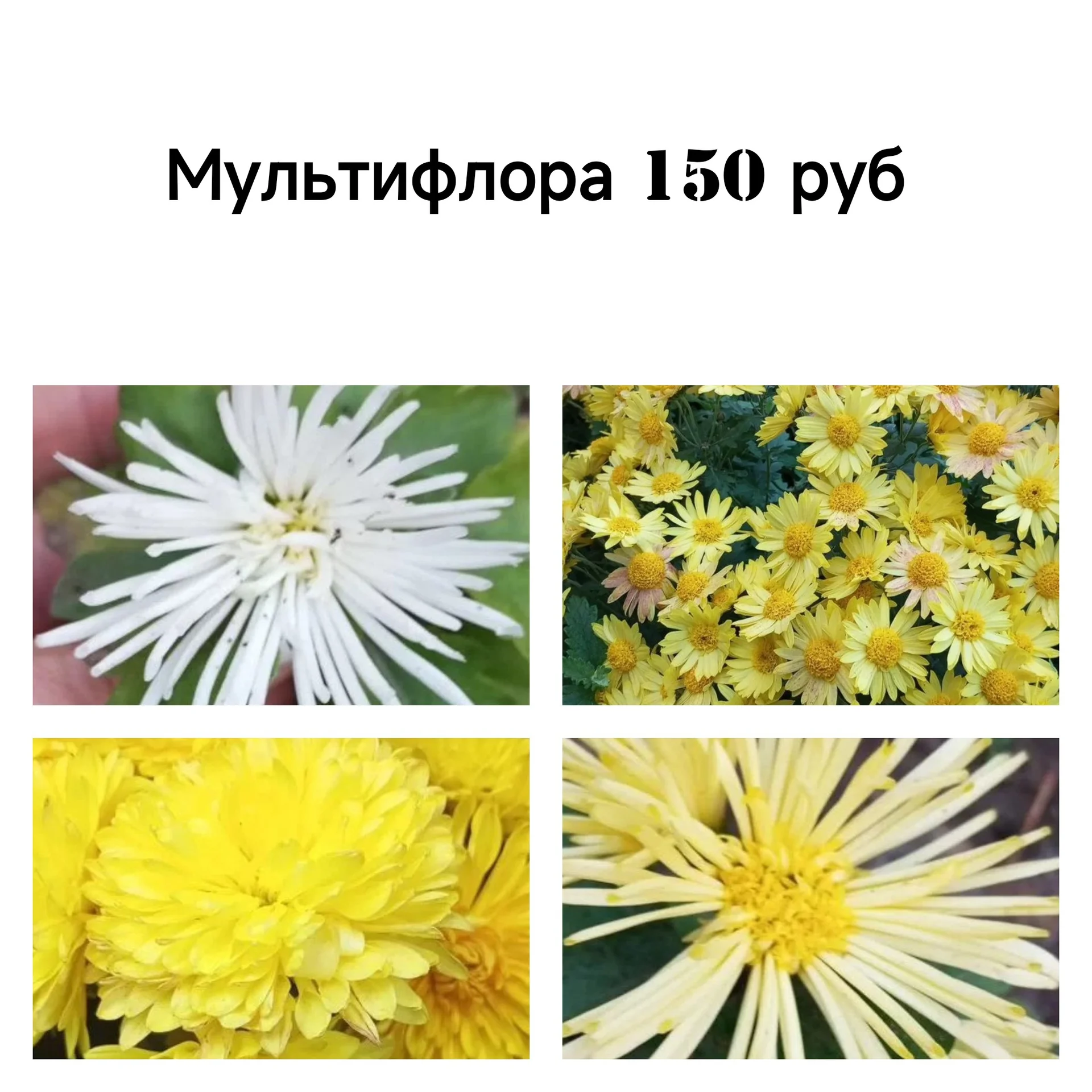 Цветы для сада однолетние и многолетние - миниатюра 8