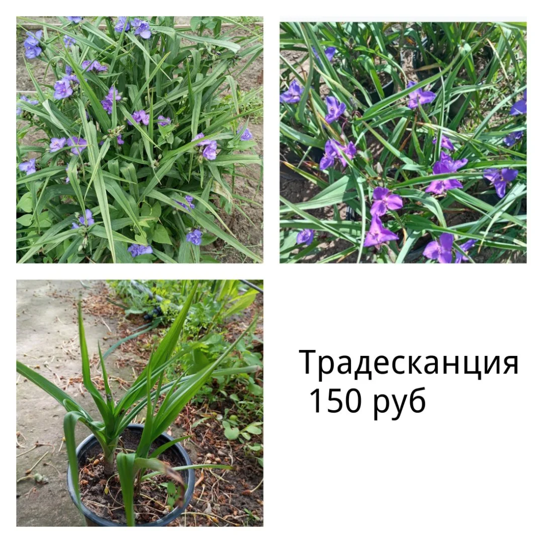 Цветы для сада однолетние и многолетние - миниатюра 9
