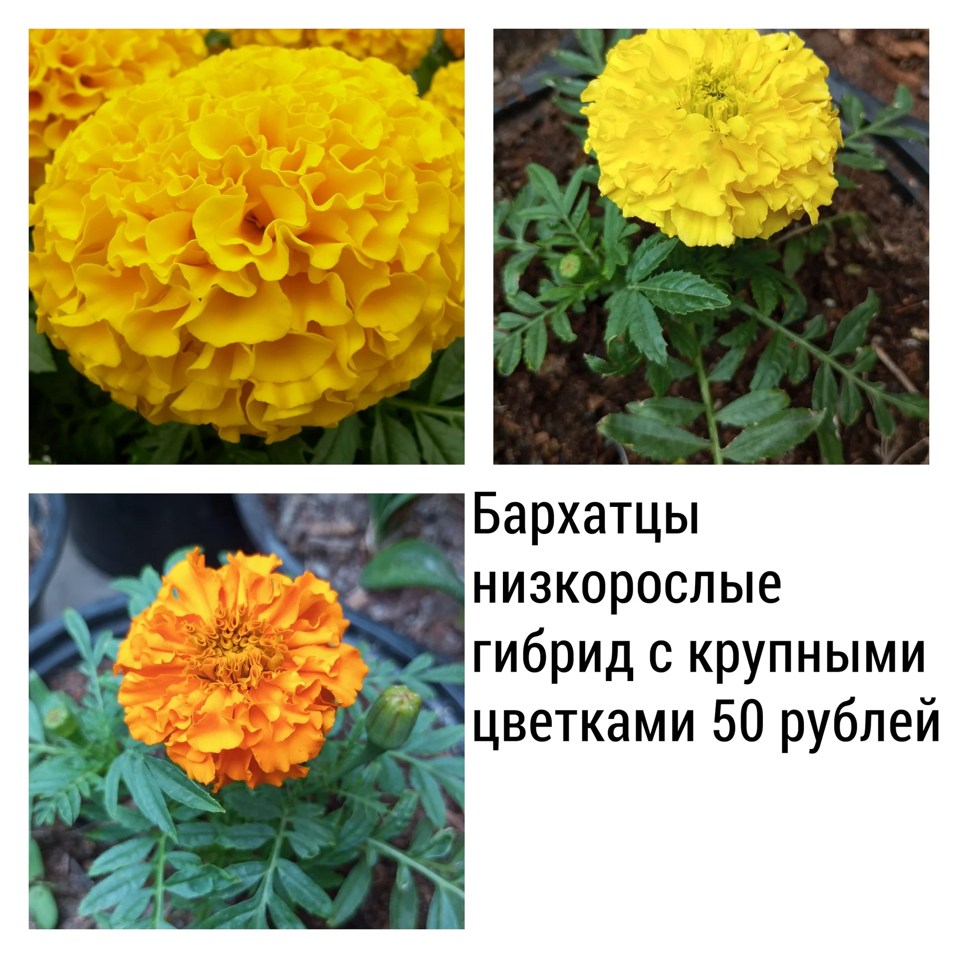 Цветы для сада однолетние и многолетние - миниатюра 10