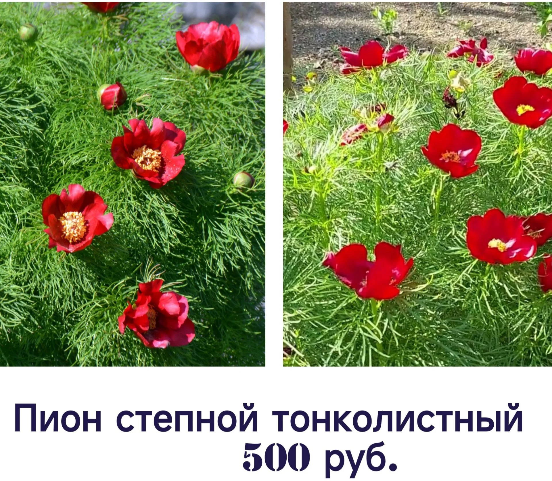 Цветы для сада однолетние и многолетние - миниатюра 11