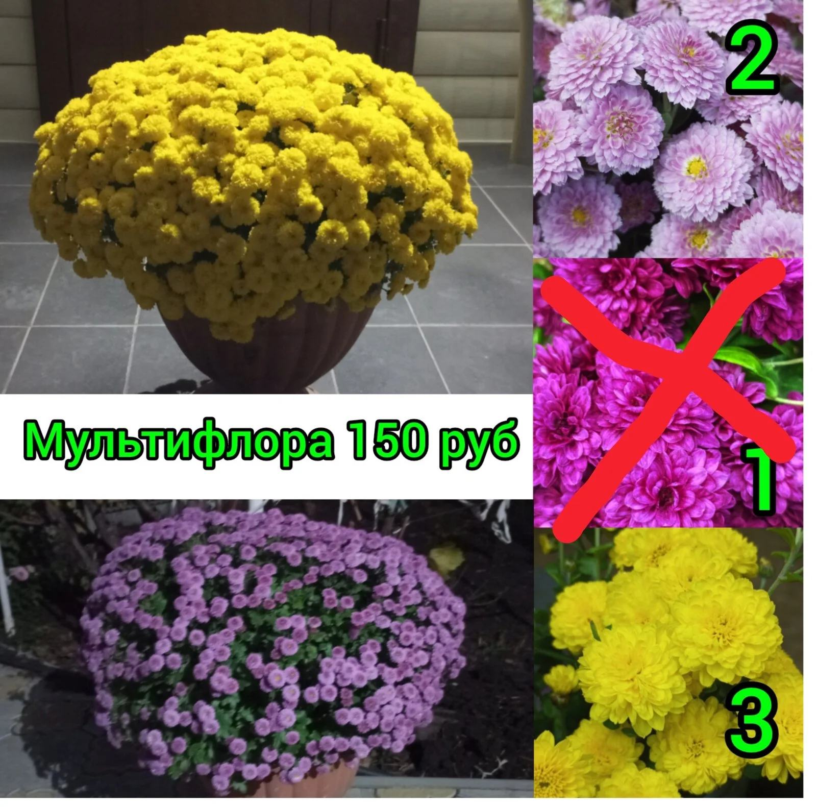 Цветы для сада однолетние и многолетние - миниатюра 12