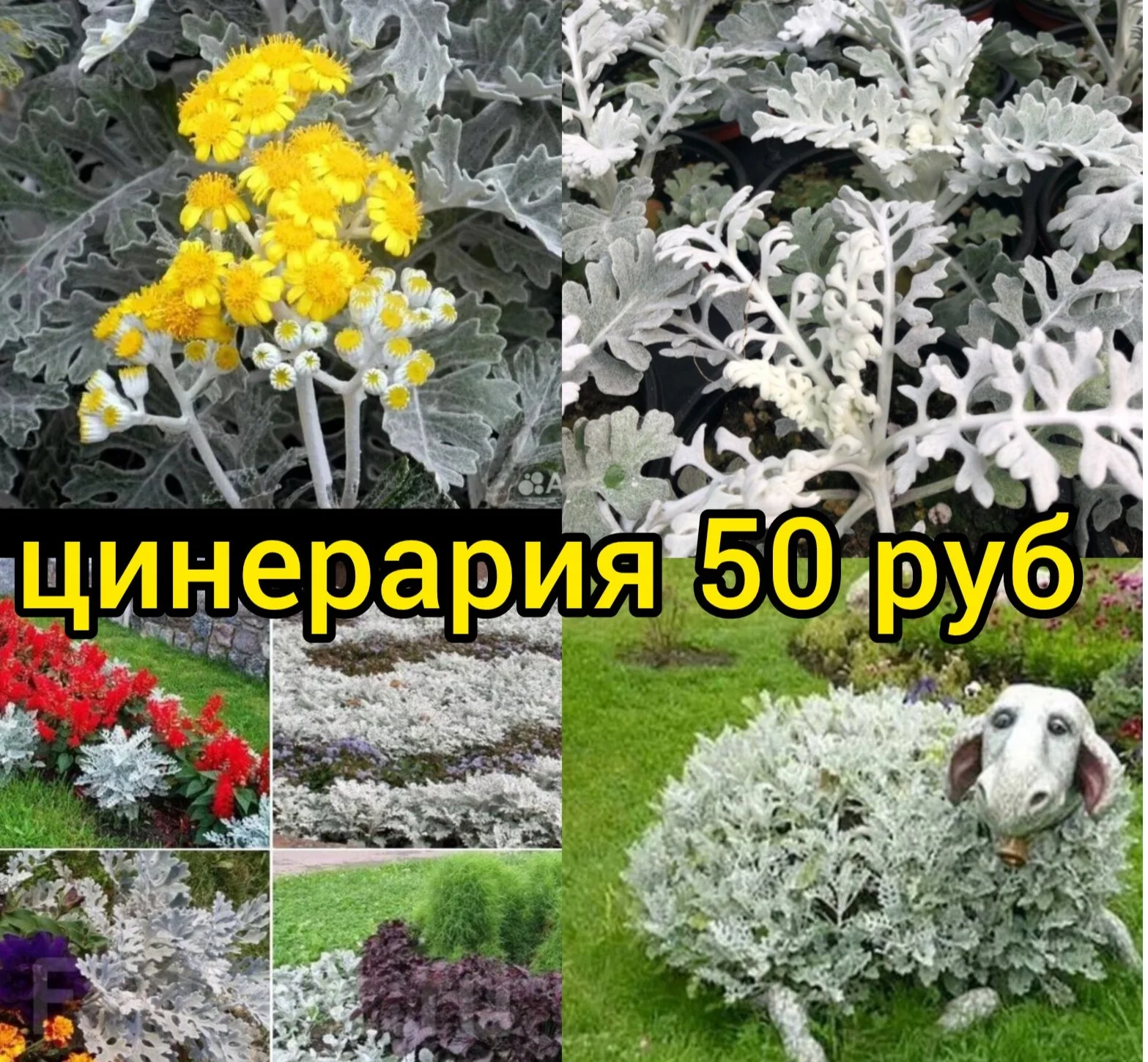 Цветы для сада однолетние и многолетние - миниатюра 14