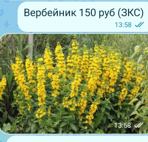 Цветы для сада однолетние и многолетние - миниатюра 16