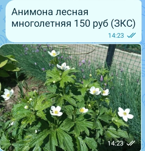 Цветы для сада однолетние и многолетние - миниатюра 18
