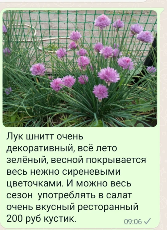 Цветы для сада однолетние и многолетние - миниатюра 21