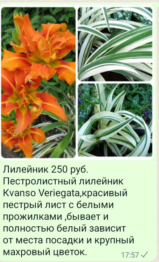 Цветы для сада однолетние и многолетние - миниатюра 22